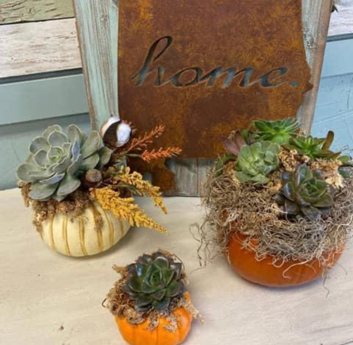 10/15/25 (6:30PM) Live Pumpkin Planters